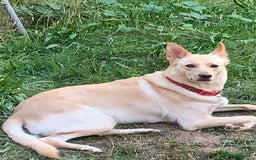 German Shepherd dogs for sale: White German Shepherd  - Image 1