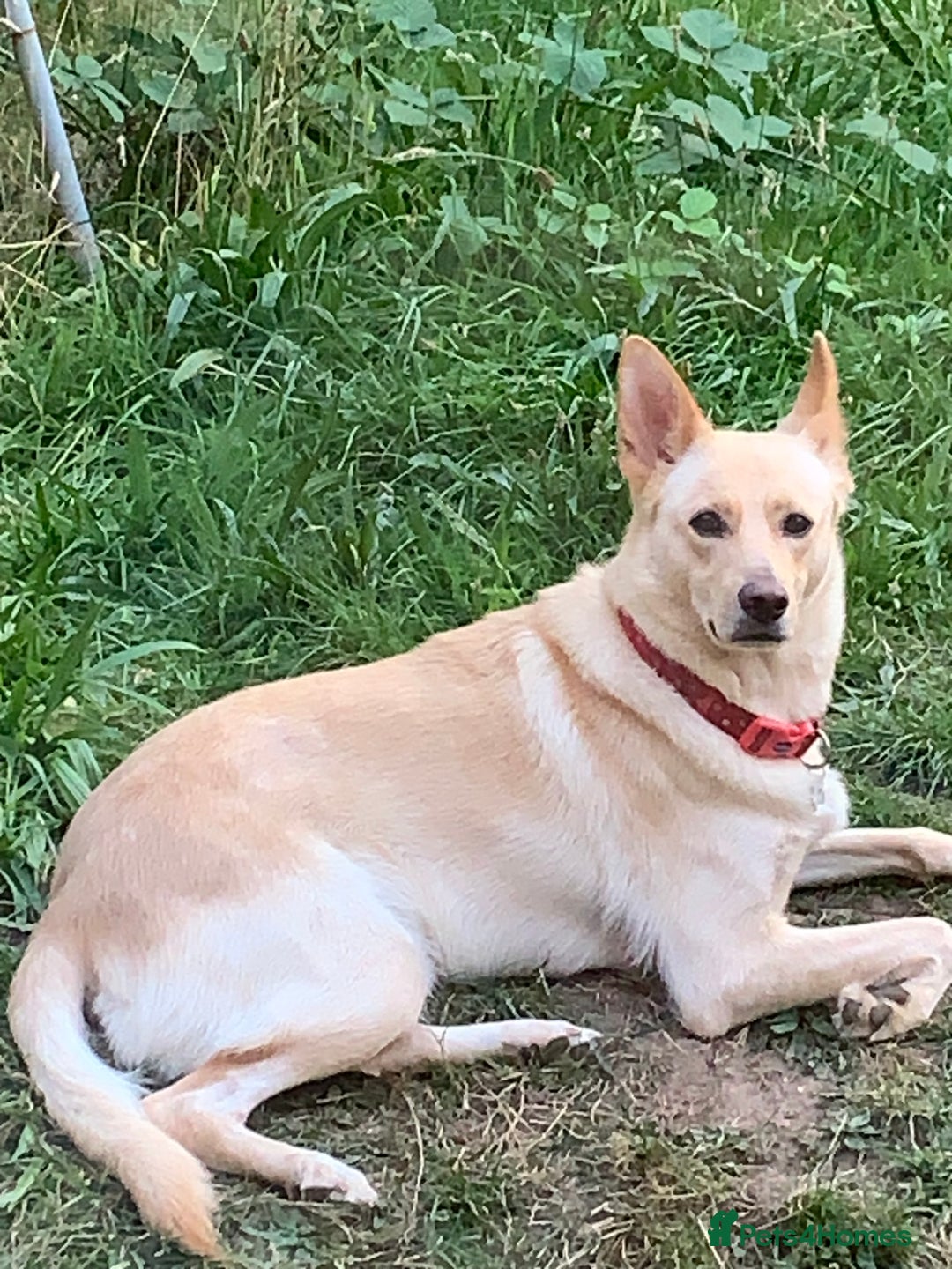 German Shepherd dogs for sale: White German Shepherd  - Image 1