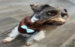 Miniature Schnauzer dogs for sale: Top Quality, health tested Mini Schnauzer pups - Image 4