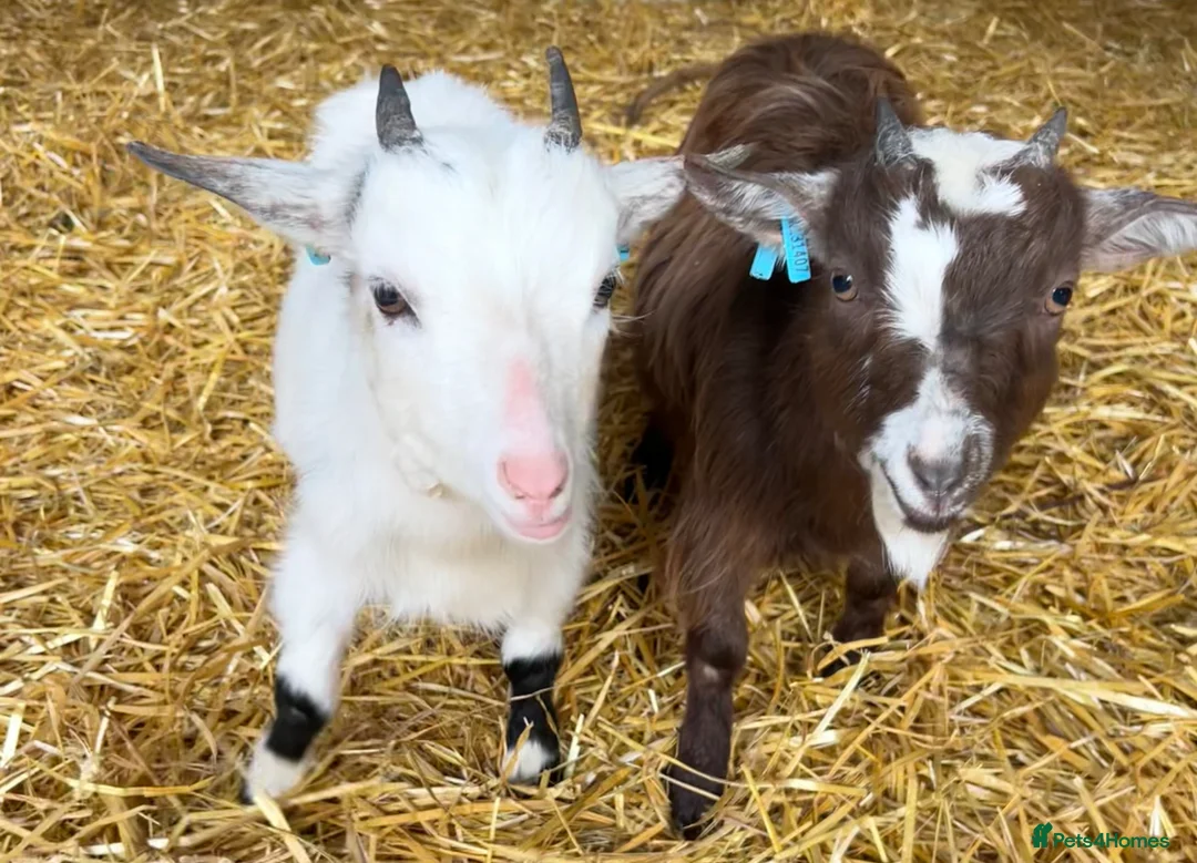 Goats livestock for sale: Two Pygmy wethers  in Leeds - Advert 1