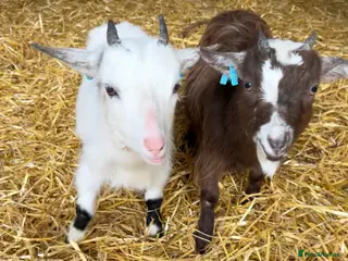 Goats livestock Two Pygmy wethers - Advert 1