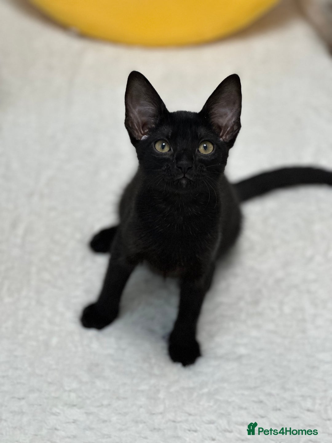 Mixed Breed cats for sale: ✨Cornish Rex Kittens Ready for New Homes Now✨ - Advert 23