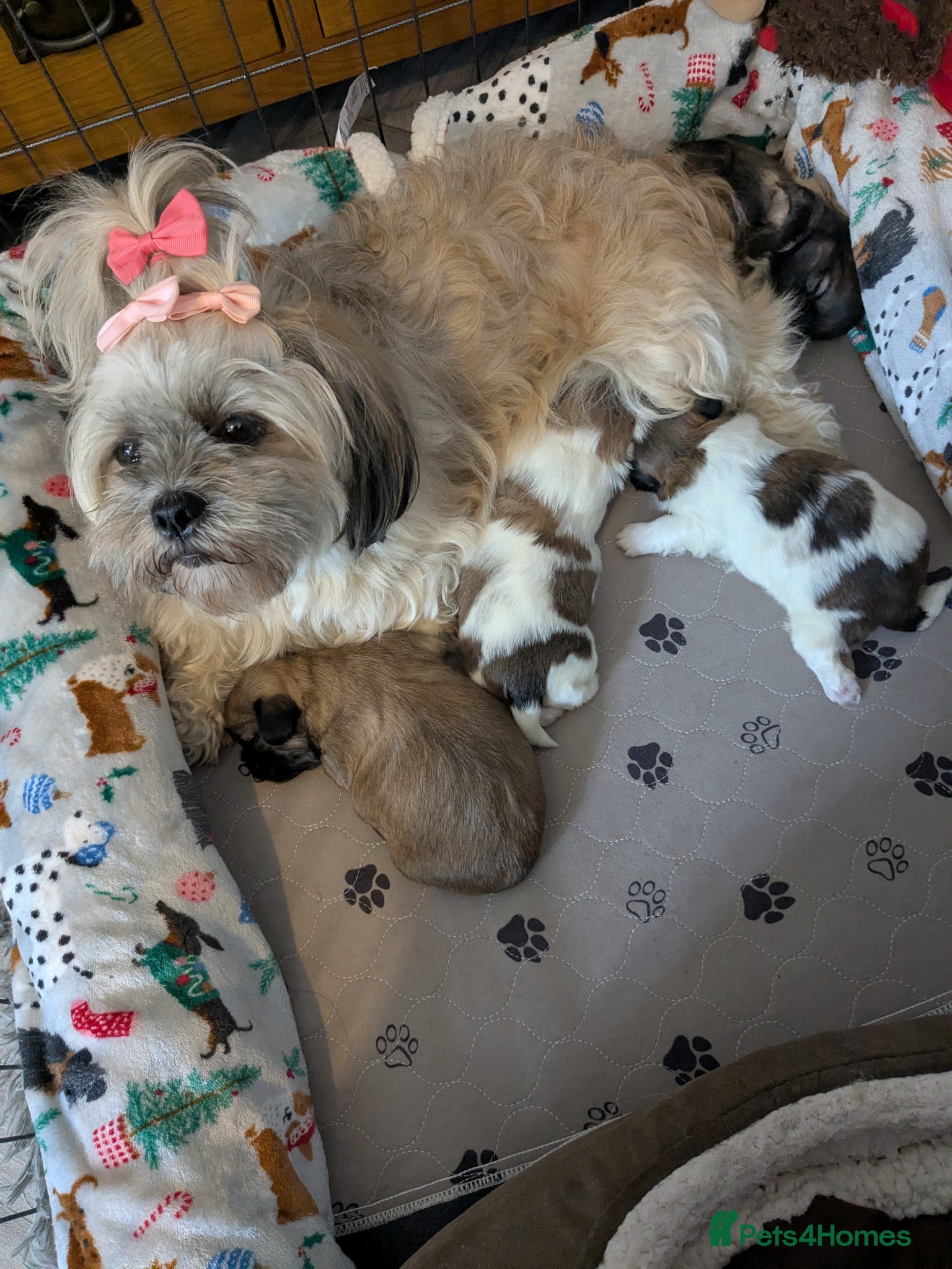 Mixed Breed dogs Lhasa Apso cross Shih Tzu puppies for sale  - Advert 2