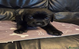 Labrador Retriever dogs for sale: Labrador - Advert 3