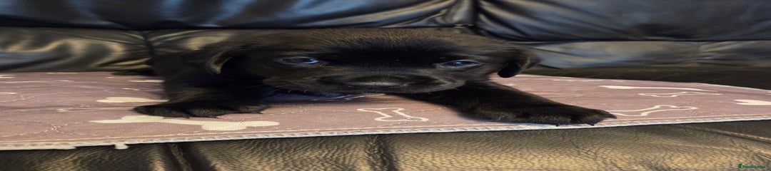 Labrador Retriever Puppy 2