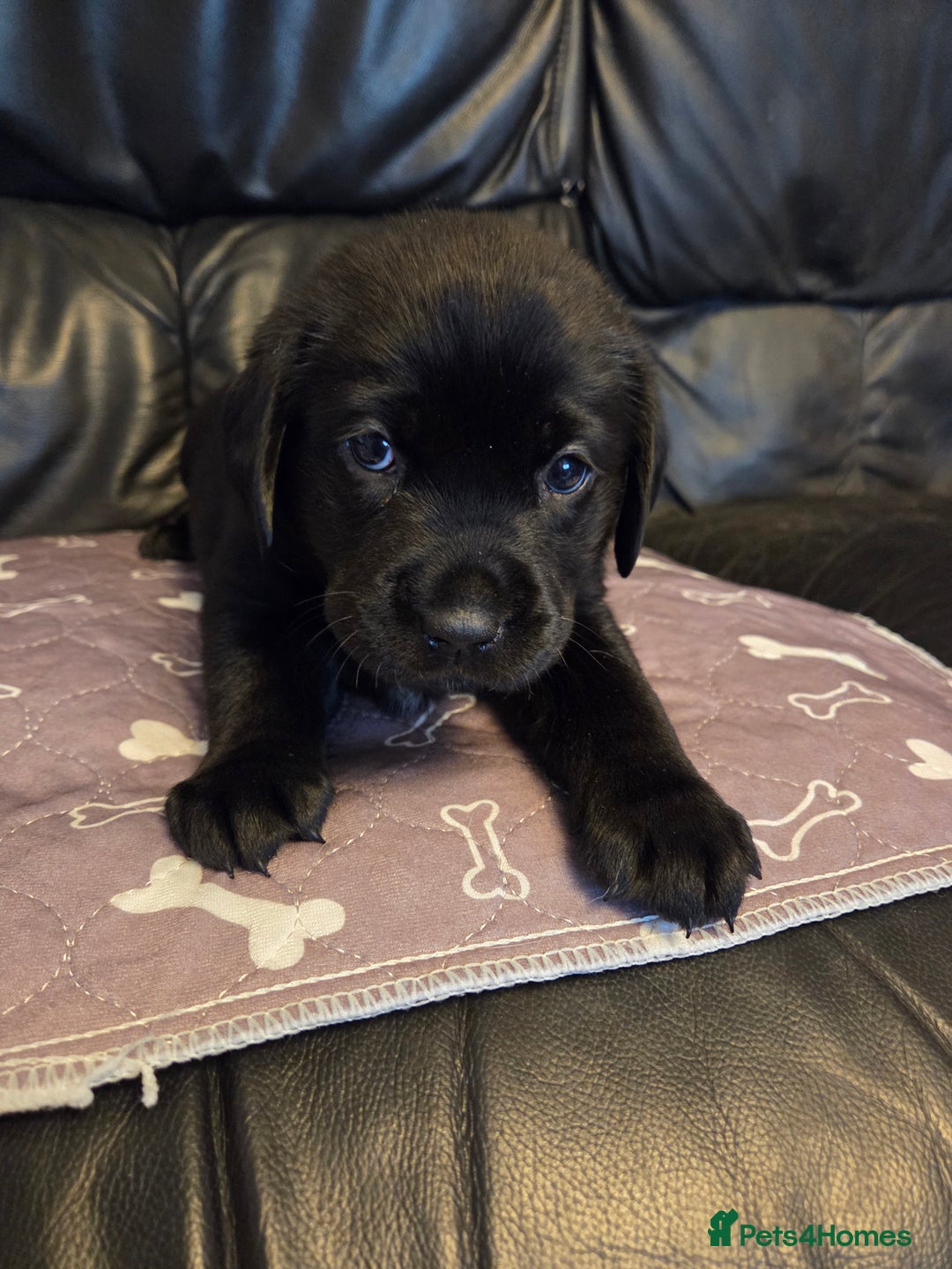 Labrador Retriever dogs for sale: Labrador - Advert 3