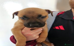 Bullmastiff dogs for sale: Bullmastiff puppy female  - Image 11