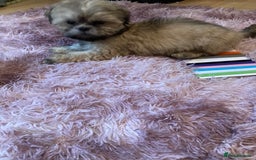Lhasa Apso dogs for sale: Lhasa Apso Puppies 🐶  - Image 33