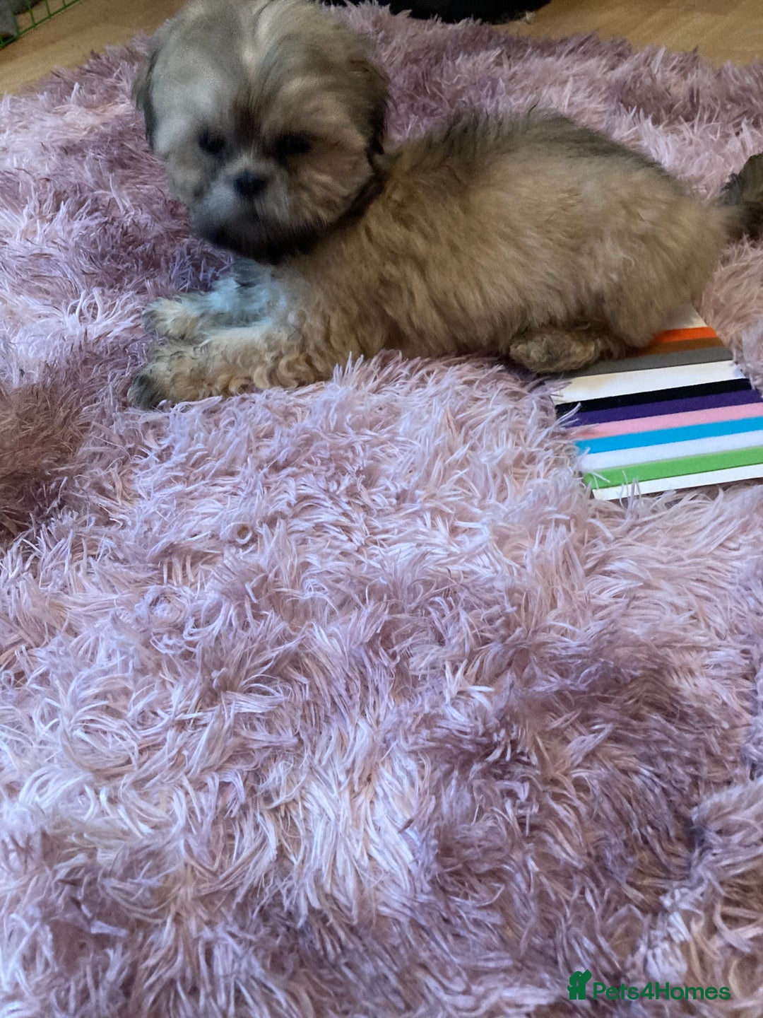 Lhasa Apso dogs for sale: Lhasa Apso Puppies 🐶  - Image 33