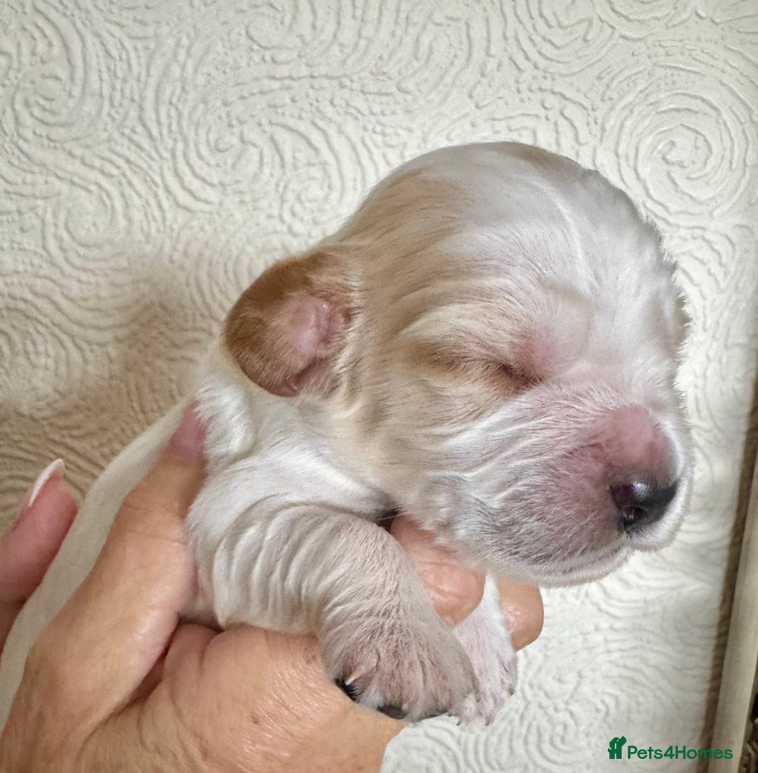Cocker Spaniel dogs for sale: Pedigree Show cocker spaniels  - Image 13