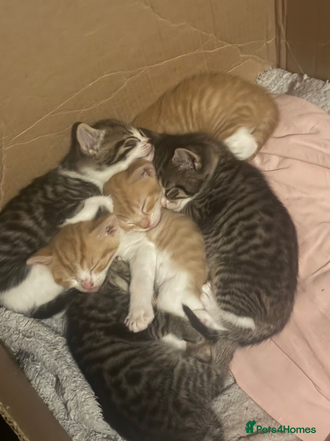 Mixed Breed cats for sale: Three boys two female kittens. Beautiful colours - Advert 2
