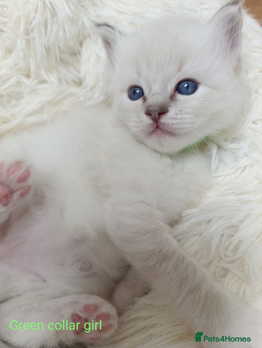 Ragdoll cats for sale: Adorable Ragdoll kittens - Image 14