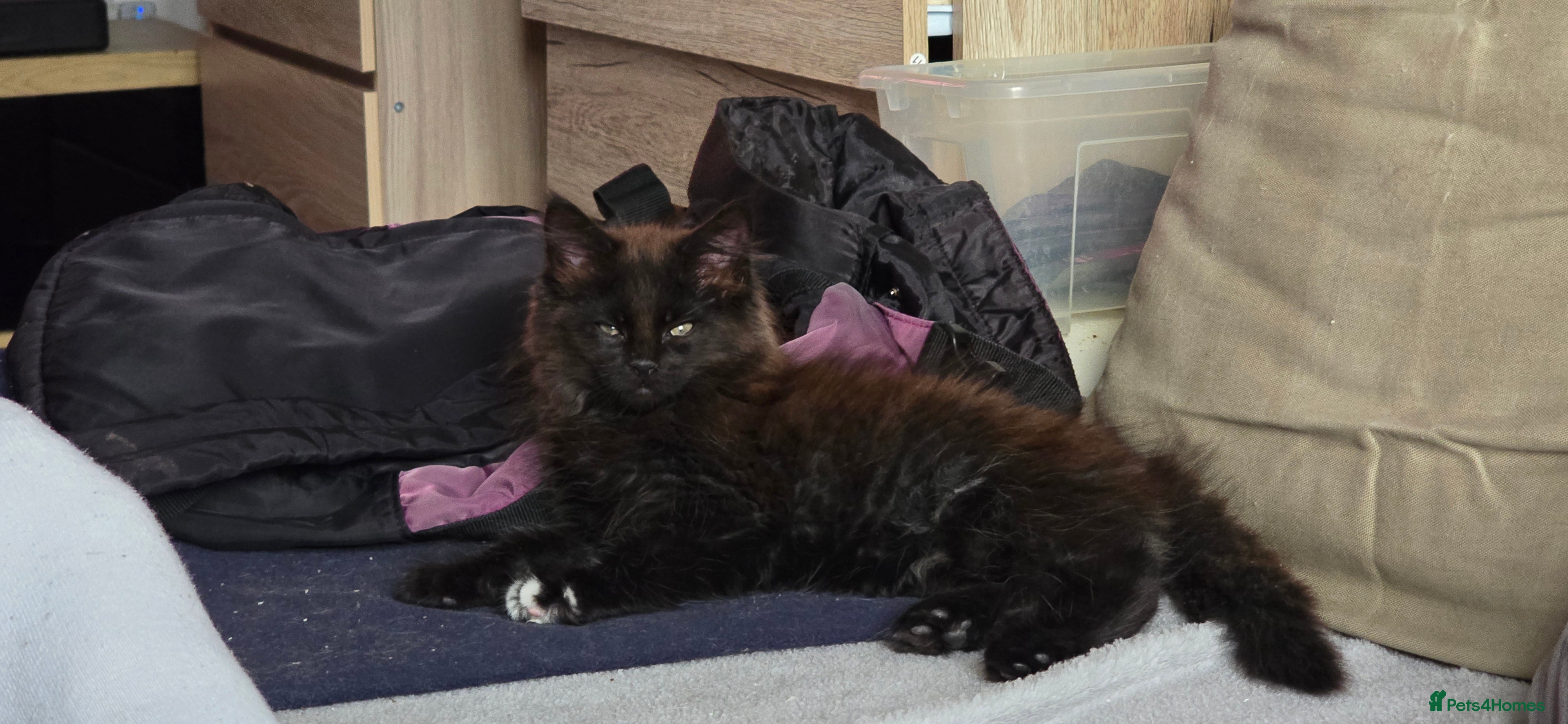 Maine Coon cats Maine coon girls - Advert 15