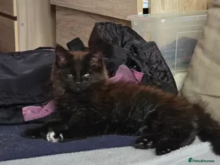 Maine Coon cats Maine coon girls - Advert 15