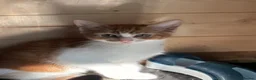 Mixed Breed cats for sale: Cat & Kittens Adoption ☺️ - Advert 10