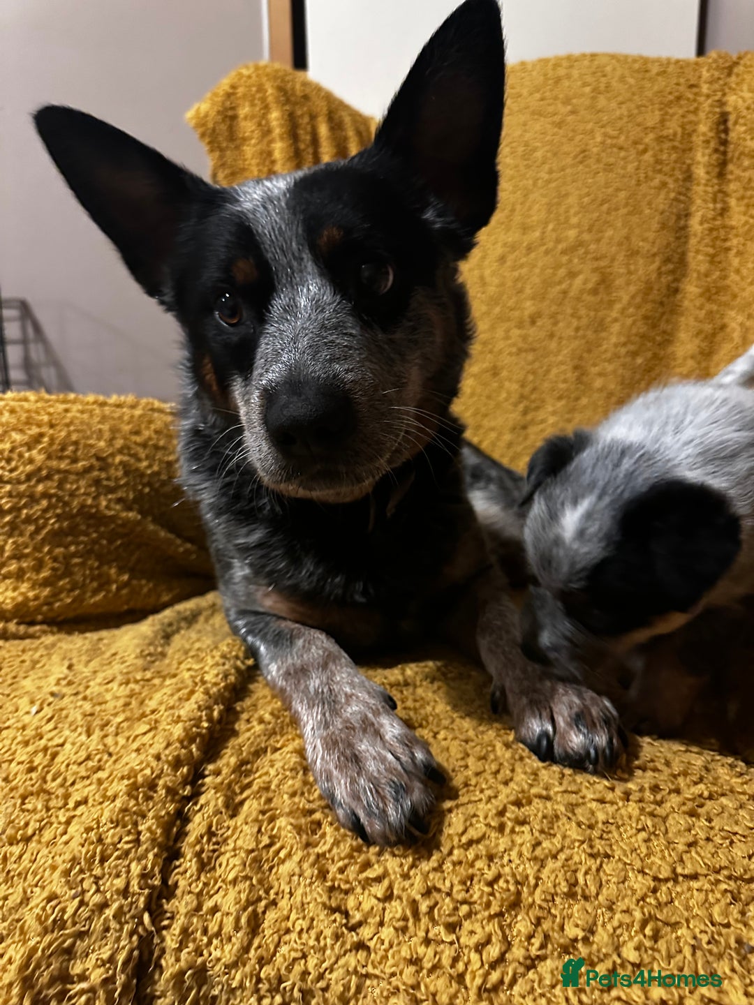 Australian Cattle Dog dogs for sale: Absolutely stunning litter!! - Advert 1