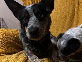 Australian Cattle Dog dogs Absolutely stunning litter!! - Advert 4