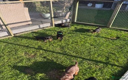 Dachshund dogs for sale: Kc standard Black and Tan dachshunds - Image 26