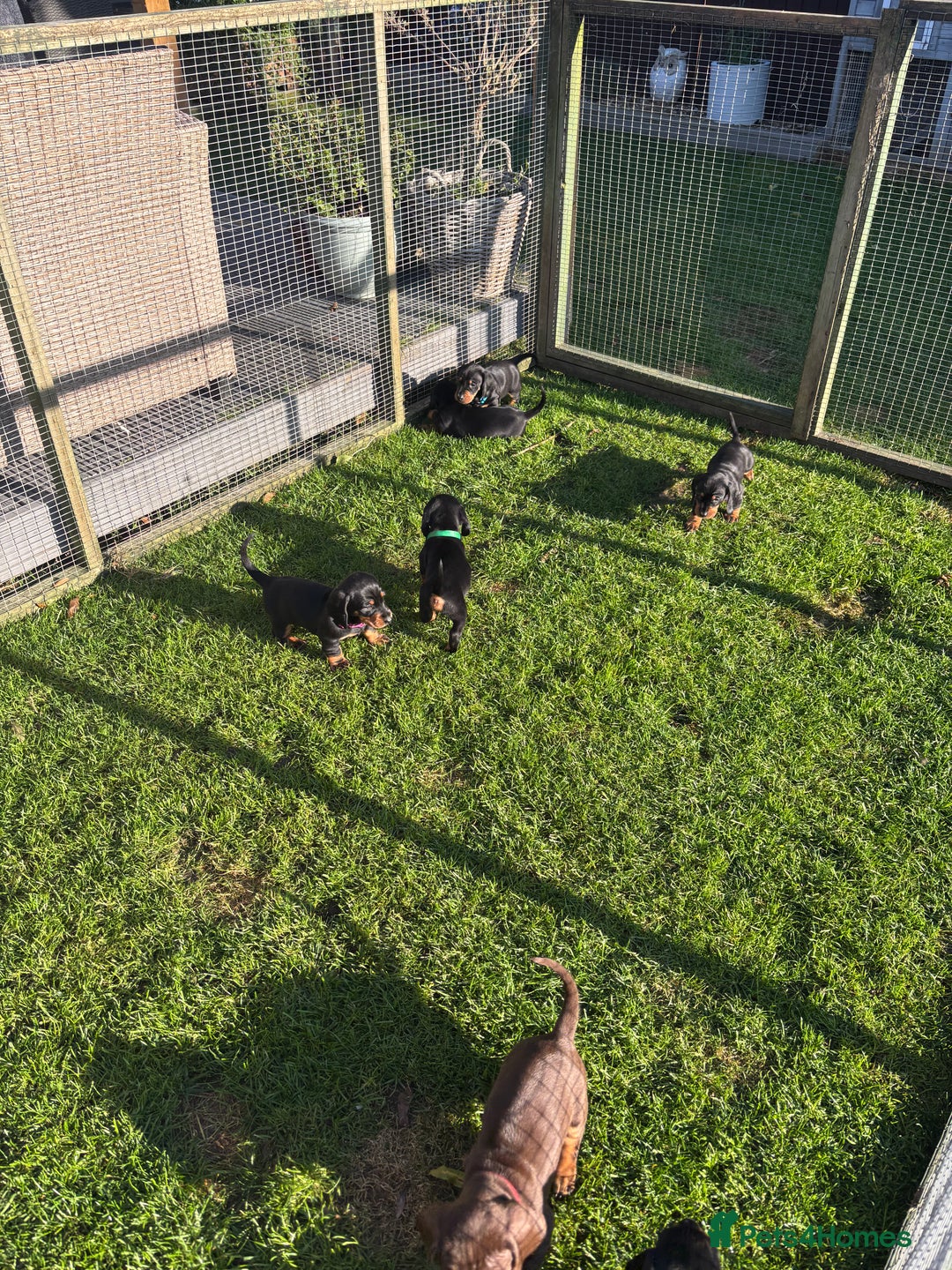Dachshund dogs for sale: Kc standard Black and Tan dachshunds - Image 26
