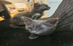 Maine Coon cats for sale: 2 females  - Image 2