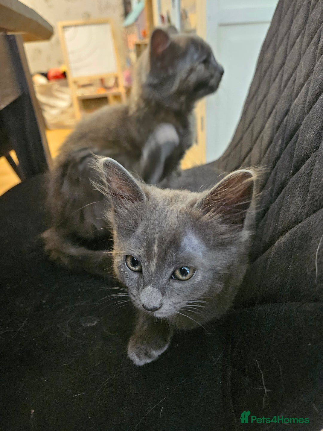 Maine Coon cats for sale: 2 females  - Image 2