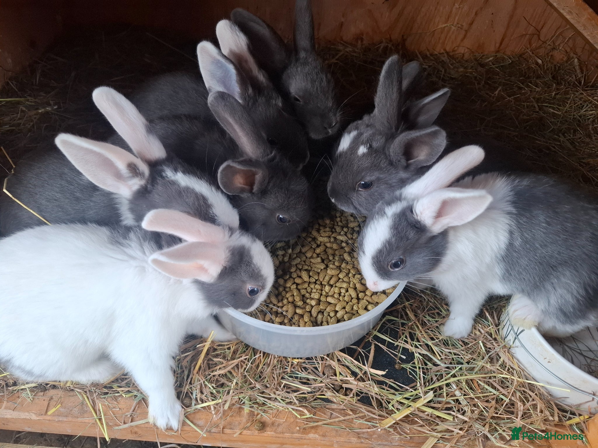 Mixed Breed rabbits Healthy, Well-Handled Confident & Friendly Rabbits - Advert 1