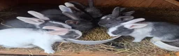 Mixed Breed rabbits for sale: Healthy, Well-Handled Confident & Friendly Rabbits - Advert 1