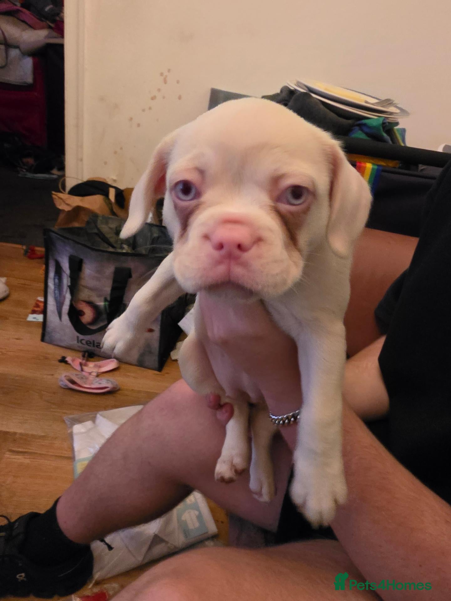 French Bulldog dogs Female French bulldog-Rosie - Advert 7