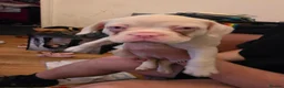 French Bulldog dogs for sale: Female French bulldog-Rosie - Advert 1