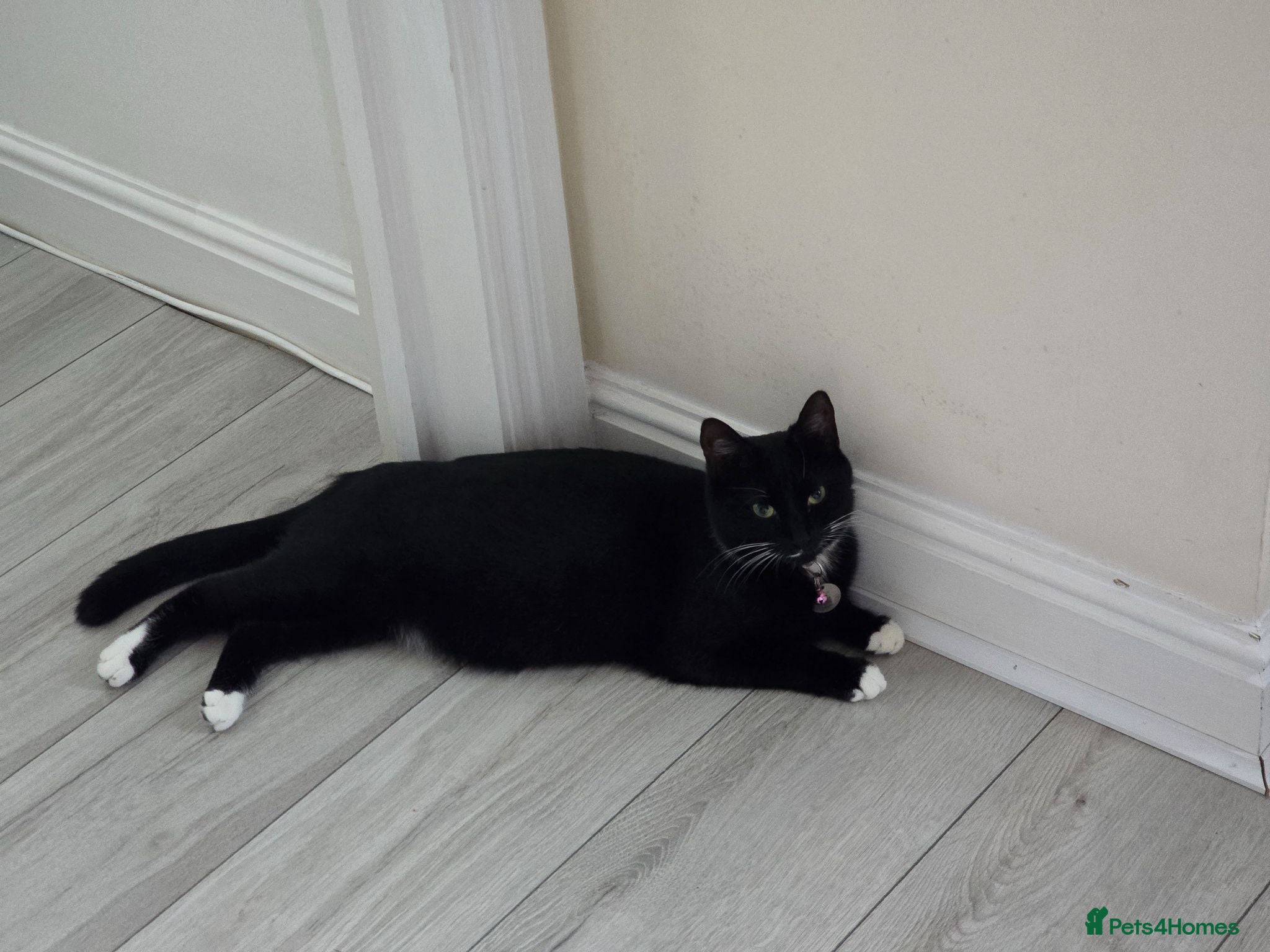 Domestic Shorthair cats 3 Kittens available  - Advert 12
