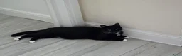 Domestic Shorthair cats for sale: 3 Kittens available  in Worthing - Advert 1