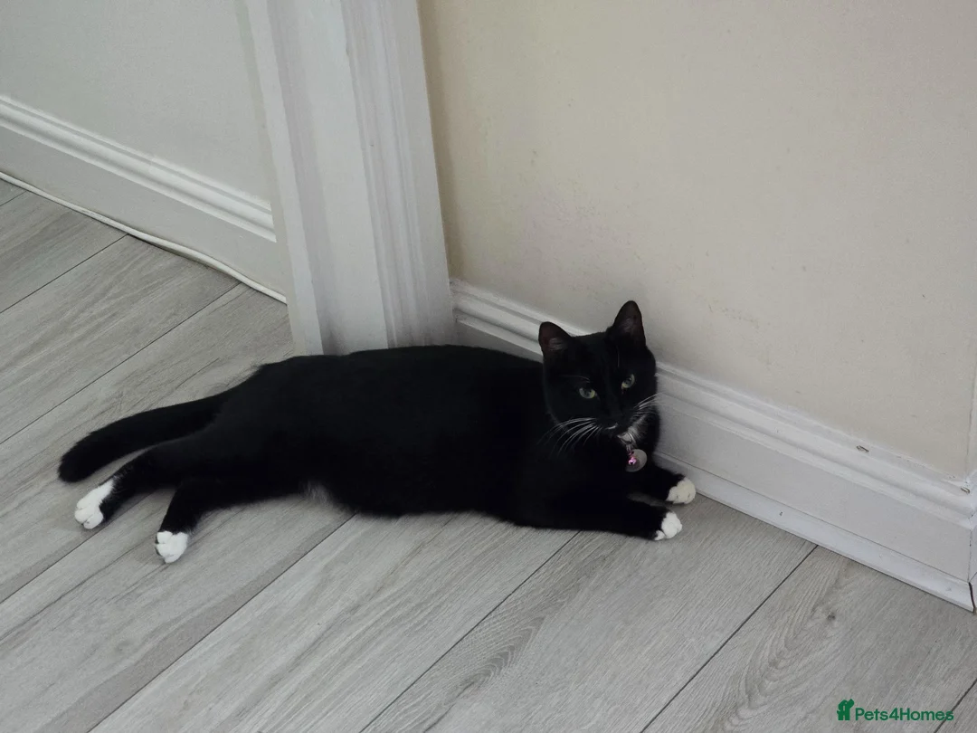 Domestic Shorthair cats for sale: 3 Kittens available  in Worthing - Advert 1