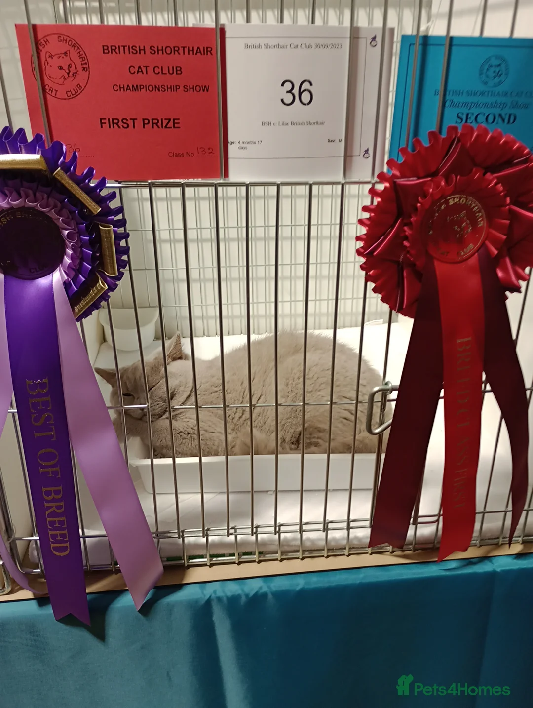 British Shorthair cats for stud: GCCF Studs Blue Lilac Blue Bi Cream Bi in Manchester - Advert 9