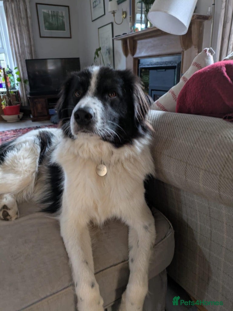 Mixed Breed dogs Meet Sid, currently residing in East Lothian - Advert 11