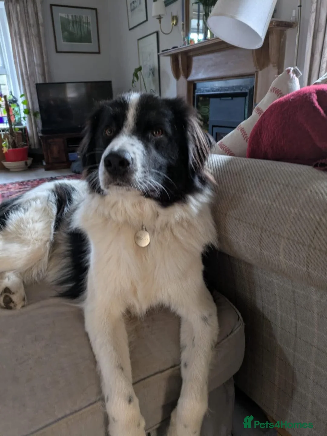 Mixed Breed dogs for adoption: Meet Sid, currently residing in East Lothian in Dunbar - Advert 1