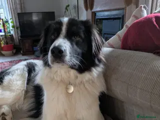 Mixed Breed dogs Meet Sid, currently residing in East Lothian - Advert 11