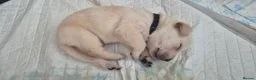 Labrador Retriever dogs for sale: Labrador puppies - Advert 23