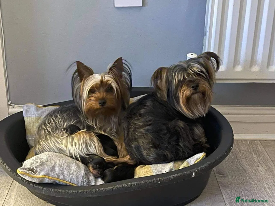 Mixed Breed dogs for sale: 450£ Yorkshire terierr x jack russel  🐶  - Advert 2