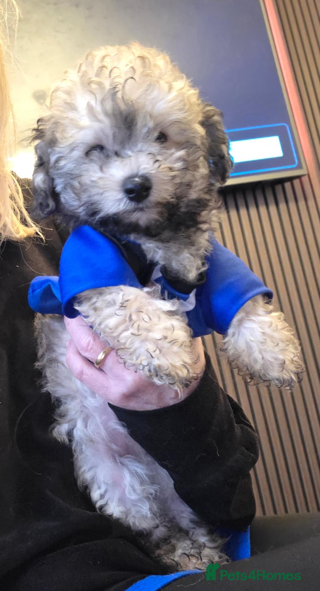 Jackapoo dogs Toy poodle 3/4 puppies  - Advert 3