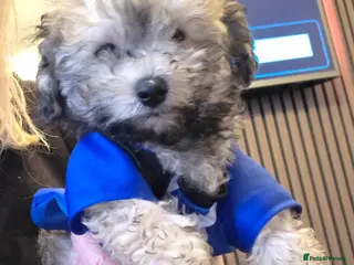 Jackapoo dogs Toy poodle 3/4 puppies - Advert 3