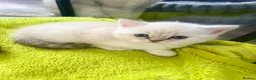 Scottish Fold cats for sale: Scottish fold and straight kittens - Advert 5