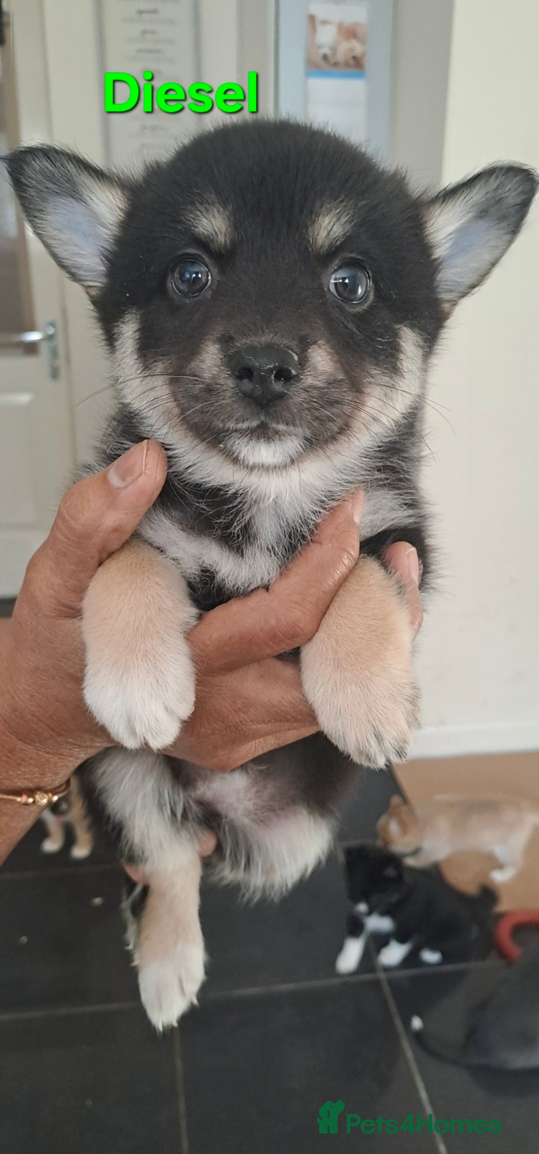 Pomsky dogs for sale: Ready now -Stunning F4 Pomskies, 6kg as adults  - Image 13