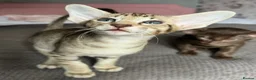 Oriental cats for sale: Gorgeous GCCF registered Oriental kittens - Advert 6