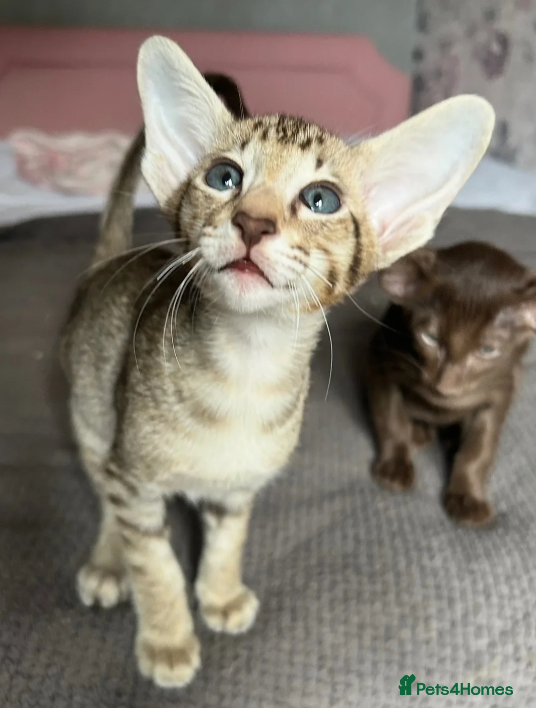 Oriental cats for sale: Gorgeous GCCF registered Oriental kittens - Advert 6