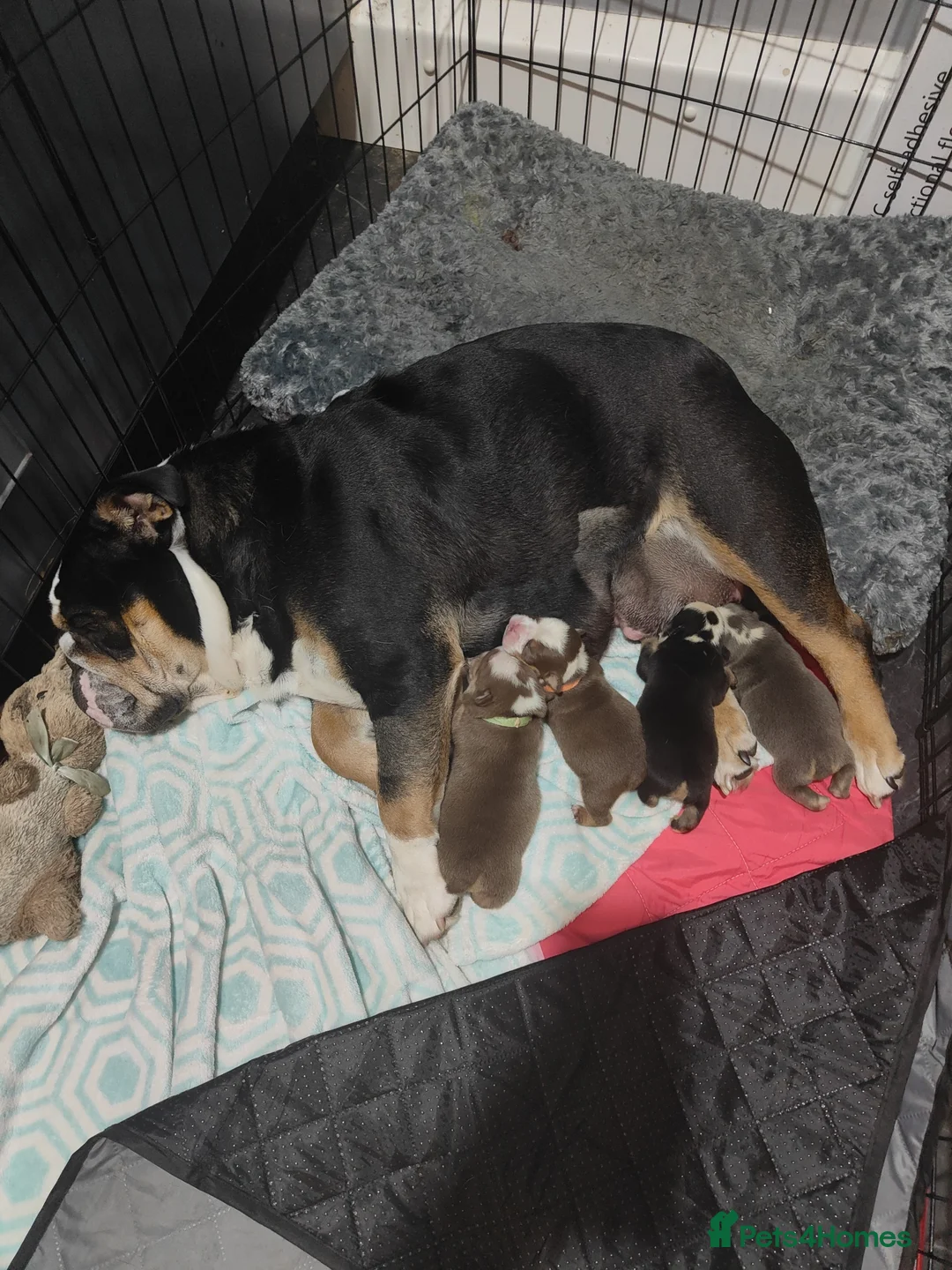 English Bulldog dogs for sale: chunky English Bulldog Puppers in Manchester - Advert 11