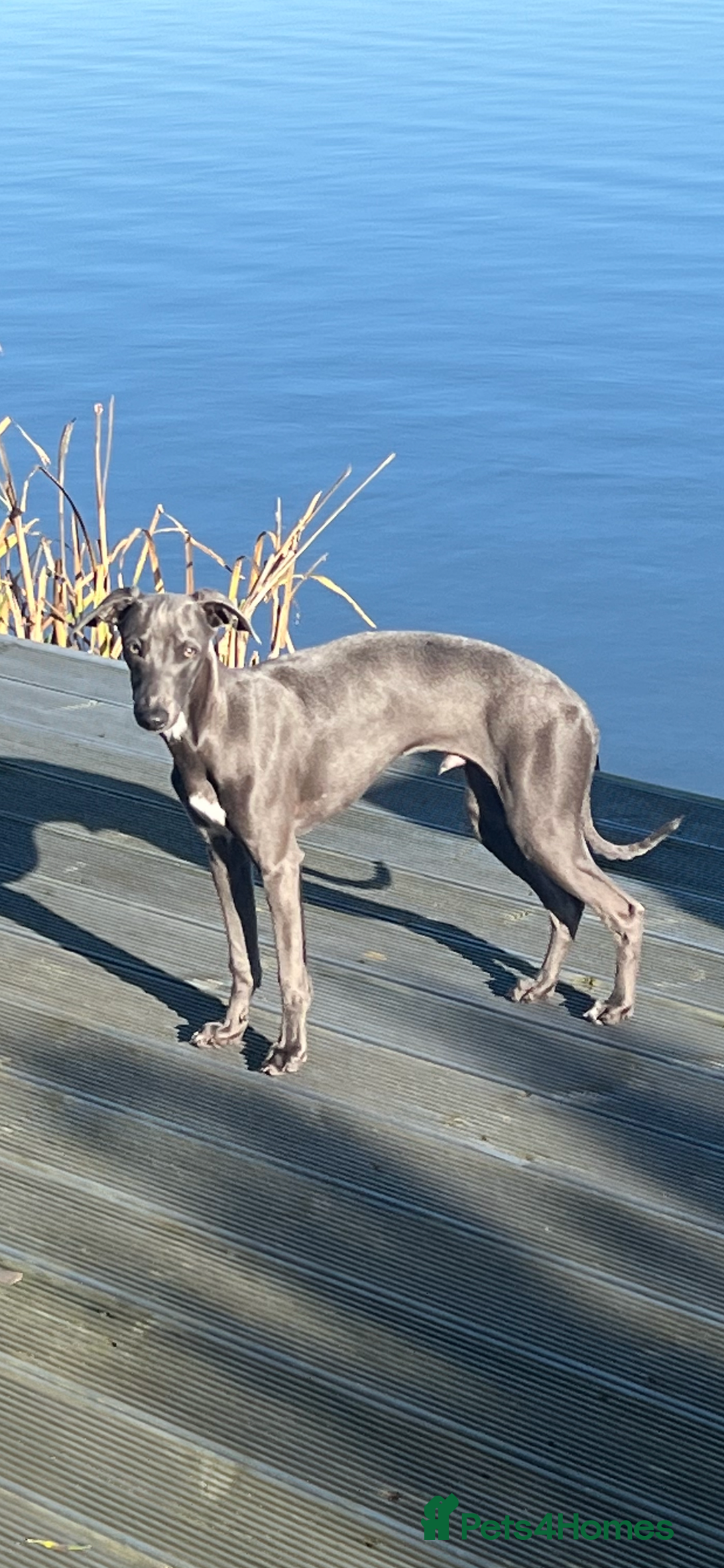 Mixed Breed dogs for sale: 2 Italian Greyhound x Whippet Pups for Sale  - Image 15