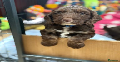 Cockapoo dogs - Advert 14
