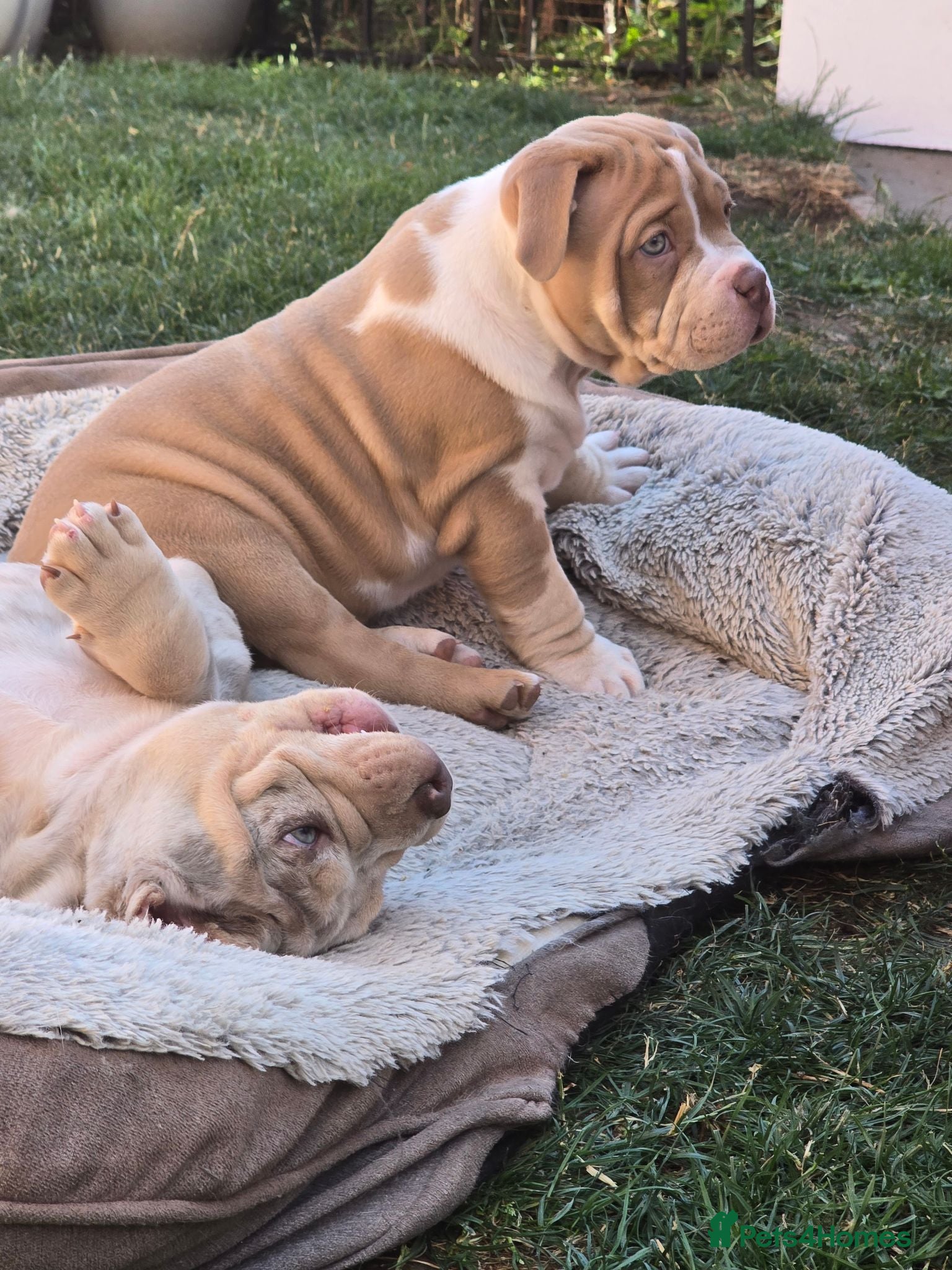 American Bully dogs Champion ABKC Line Bully Pups - Advert 1
