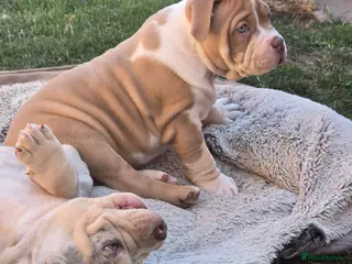 American Bully dogs Champion ABKC Line Bully Pups - Advert 1