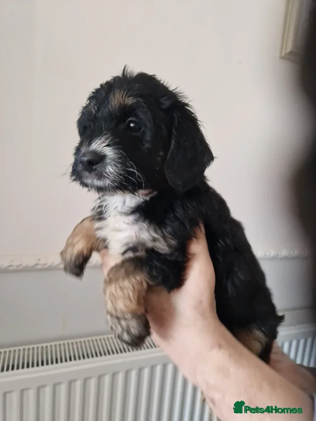 Cockapoo dogs for sale: EXTENSIVELY HEALTH TESTED F1b COCKAPOO PUPPIES - Advert 1